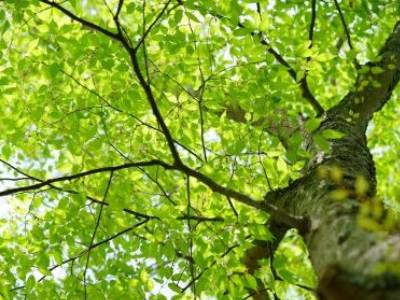植栽イメージ｜ザ・パークハウス横浜港南台