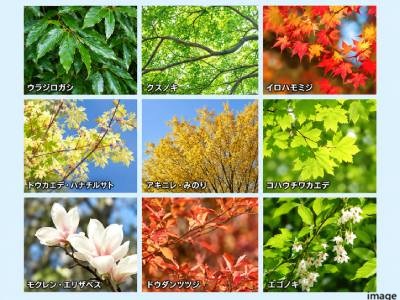 植栽イメージ｜ザ・パークハウス横浜港南台